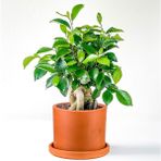 Fidan Burada Mini Ficus Ginseng Bonsai Terra Cotta Ruby Saksılı - Turuncu