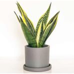 Fidan Burada Sansevieria Trif. Gold Flame Sarı Paşa Kılıcı - Antrasit Ruby Saksılı 30-40 cm - yok