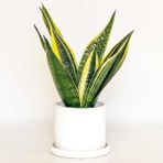 Fidan Burada Sansevieria Trif. Gold Flame Sarı Paşa Kılıcı - Beyaz Ruby Saksılı 30-40 cm - yok