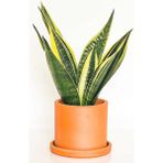 Fidan Burada Sansevieria Trif. Gold Flame Sarı Paşa Kılıcı - Terra Cotta Ruby Saksılı 30-40 cm - yok