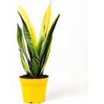 Fidan Burada Sansevieria Trif. Gold Flame Sarı Paşa Kılıcı - yok