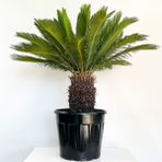 Fidan Burada SİKAS - Cycas Revoluta - Japon Sago Palmiyesi - Gövde Boyu 25-30 cm - yok