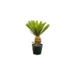 Fidan Burada SİKAS - Japon sago palmiyesi (Cycas) 120cm+