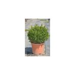 Fidan Burada Top Şimşir (Buxus Faulkner)