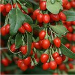 Fidan Merkezi 2 Yaş Kırmızı Goji Berry Fidanı Kurt Üzümü