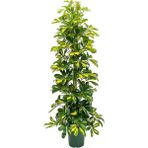 Fidan Merkezi Şeflera Bitkisi Schefflera Bitkisi 100-140 cm 5 Parmak Bitkisi Ev,ofis ve Salon Bitkisi