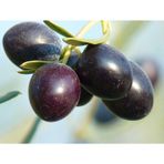 Fidan & Peyzaj Bursa 3 Adet Gemlik Zeytin Fidanı (2 Yaş / 120 cm Boyda / Tüplü)