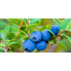 Fidan & Peyzaj - Yaban Mersini / Blueberry (1 Yaş / Tüplü)