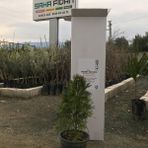 Fidan Sahası Saksıda Amerikan Smargat Mazi Fidanı 1-2 Yaş 50-60 cm Boy