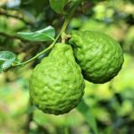 Fidan Sahası Tüplü Aşılı Bergamot Fidanı 2 Yaş - 70-90 Boy