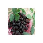 Fidan Sahası Tüplü Boysen Berry Böğütlen Fidanı Yaş 2 Boy 50-70 cm