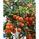 Fidan Sahası Tüplü Klemantin Nova Mandalina Yaş 1 - 2 Boy 90 - 110 cm Fidanı