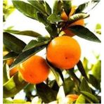 Fidan Sahası Tüplü Satsuma Mandalina Fidanı Yaş 1 - 2 Boy 90 - 110 cm
