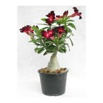 Fidan Şehri Adenium Çöl Gülü Çiçeği Fidanı