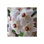 Fidan Şehri Hoya Cornosa - Mum Çiçeği, Saksıda