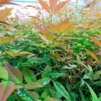 Fidan Sepetim 10 Adet Cennet Bambusu Bitkisi Nandina Domestica 60-80 Cm