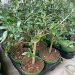 Fidan Sepetim 10 Adet Zeytin (Nikah Şekeri & Özel Gün Hediyesi)