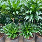 Fidan Sepetim 2 Gövdeli Dracaena Compacta Bitkisi 80-90 cm