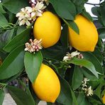 Fidan Sepetim 2 Yaş Aşılı 7 Veren(Yediveren) Mayer Limon Fidanı
