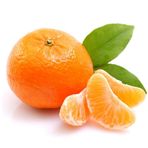 Fidan Sepetim 2 Yaş Aşılı Satsuma Mandalina Fidanı