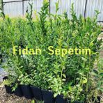 Fidan Sepetim 2 Yaş Bluegold Çeşiti Yaban Mersini Fidanı