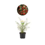 Fidan Sepetim 2 Yaş Goji Berry Fidanı (Kurt Üzümü)