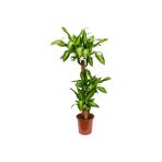 Fidan Sepetim 3 Gövdeli Dracaena Massengena Bitkisi 130-150 cm