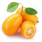 Fidan Sepetim 3 Yaş Aşılı Kumkuat(Kamkat) Fidanı *üzeri Meyveli*