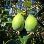Fidan Sepetim 3 Yaş Feijoa Fidanı (Kaymak Ağacı-Acca Sellowiana) *2ADET*