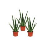 Fidan Sepetim Aloe Vera Bitkisi 3'lü Ekonomik Paket