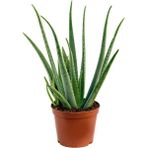 Fidan Sepetim Aloe Vera Bitkisi 5'li Ekonomik Paket