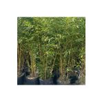 Fidan Sepetim Bambu Bitkisi (Bambusa Aurea) 150cm