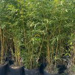 Fidan Sepetim Bambu Bitkisi (Bambusa Aurea) 200CM