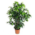 Fidan Sepetim Benjamin Ficus Daniella Bitkisi 90-100 cm