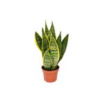 Fidan Sepetim Bodur Paşa Kılıcı Çiçeği Sanseveria 25-30cm