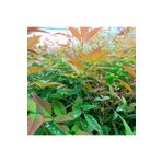 Fidan Sepetim Cennet Bambusu Bitkisi Nandina Domestica