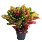 Fidan Sepetim Croton Petra Bitkisi 40-50 cm
