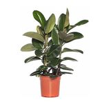 Fidan Sepetim Kauçuk Çiçeği - Ficus Elastica 70-80 Cm