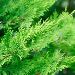 Fidan Sepetim Leylandi ( Cupressocyparis Leylandii ) 80-100CM