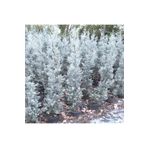 Fidan Sepetim Mavi Selvi ( Cupressus Arizonica ) 200CM