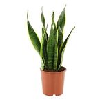 Fidan Sepetim Paşa Kılıcı Çiçeği Sanseveria 50-60 cm