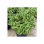 Fidan Sepetim Şans Bambusu Spiral 3'lü Paket 50CM