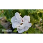 Fidan Yolu Ağaç Hatmi Hibiscus Sinensis Tüplü Beyaz 60 cm