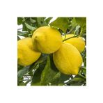 Fidan Zagara Bianca Limon Fidanı