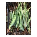 FidanBudur 10 Adet Çok Büyüyen Aloe Vera Bitkisi Fidesi 25 Cm Odunsu Gövde Saksısız Köklü