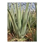 FidanBudur Aloe Barbadensis Miller Stockton, Çok Büyüyen Aloe Vera Bitkisi Fidesi 25 Cm Saksısız Köklü