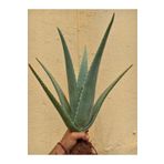 FidanBudur Aloe Vera Bitkisi Çok Büyüyen Fidan, Bol Yavrulu 50 Cm, Köklü, Saksısız, Aloe Vera Plant