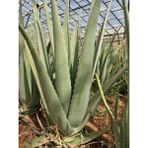 FidanBudur Aloe Vera Bitkisi-Jel İçin 30-40 Cm, Tıbbi Sarısabır