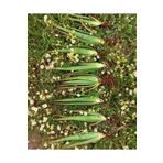 FidanBudur Çok Büyüyen Aloe Vera Bitkisi Fidanı 25 Cm Saksısız Sarısabır