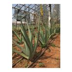 FidanBudur Çok Büyüyen Aloe Vera Çiçeği Bitkisi Fidanı 30 Cm Saksısız Köklü Odunsu